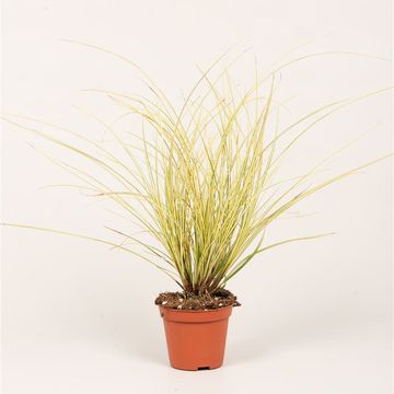 Carex brunnea 'Jenneke'