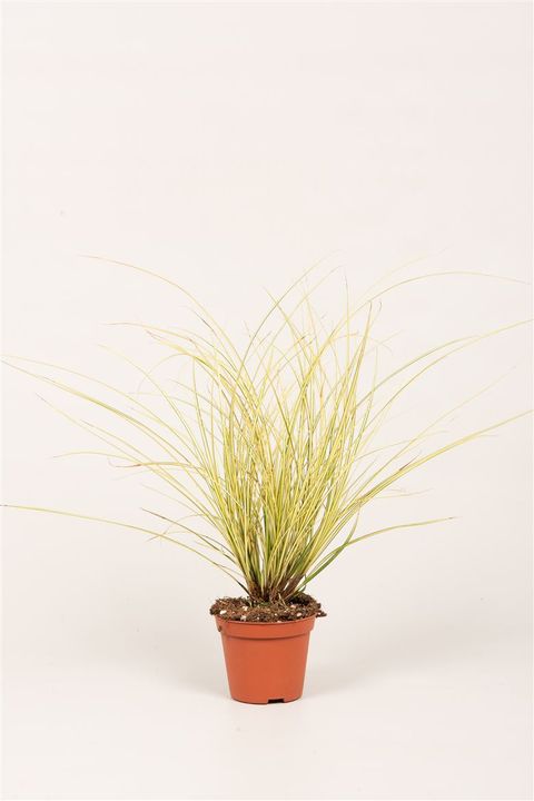 Carex brunnea 'Jenneke'