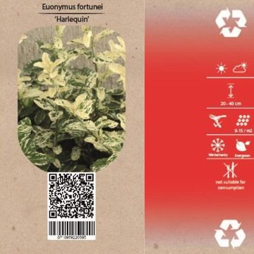 Euonymus fortunei 'Harlequin'