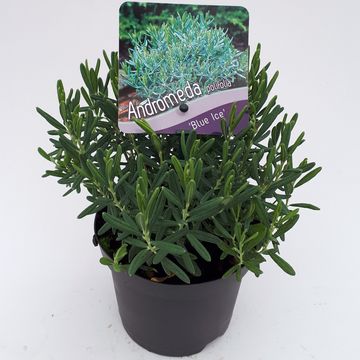 Andromeda polifolia 'Blue Ice'