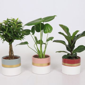 Plantas o interior MIX