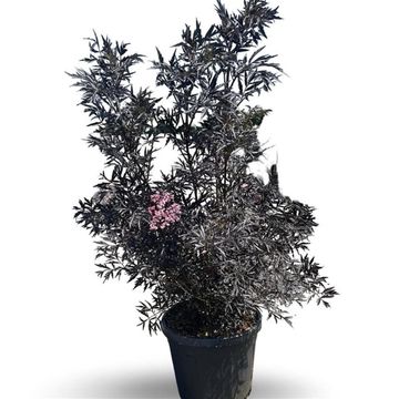 Sambucus nigra BLACK LACE