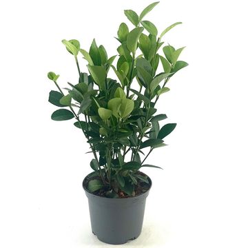 Euonymus japonicus GREEN MILLENIUM