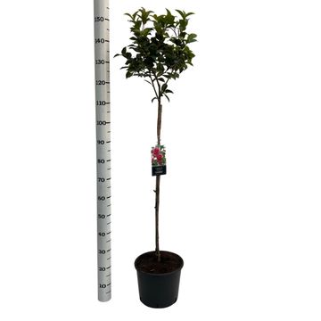 Camellia x williamsii 'Debbie'