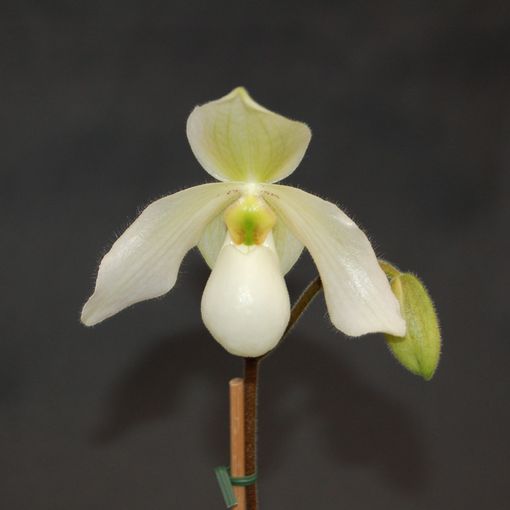 Paphiopedilum Deperle