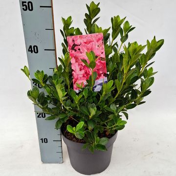 Rhododendron 'Kirstin' (AJ)