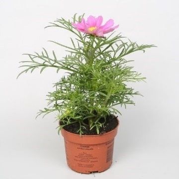 Cosmos bipinnatus 'Sonata Pink'