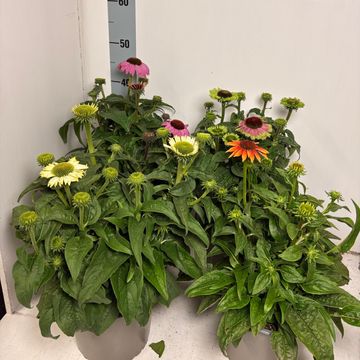 Echinacea purpurea PRAIRIE SPLENDOR MIX