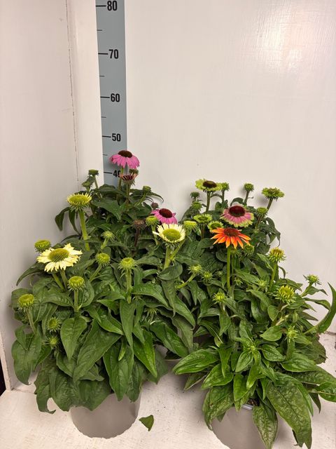 Echinacea purpurea PRAIRIE SPLENDOR MIX