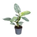 Philodendron 'Silver Queen'