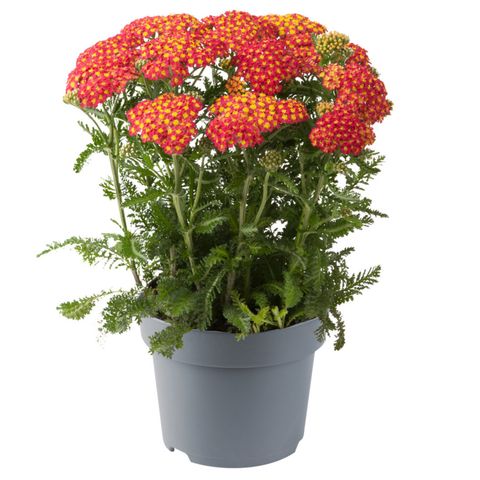 Achillea millefolium MILLY ROCK RED