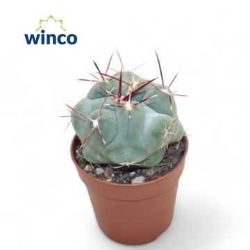 Thelocactus hexaedrophorus