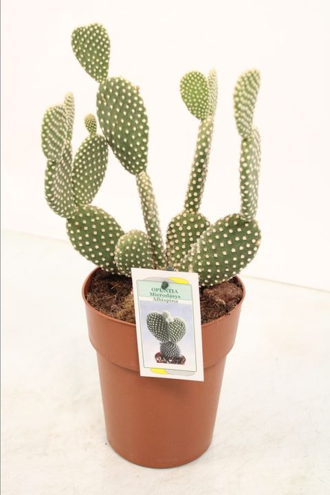Opuntia microdasys 'Albispina'