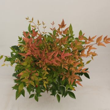 Nandina domestica 'Gulf Stream'