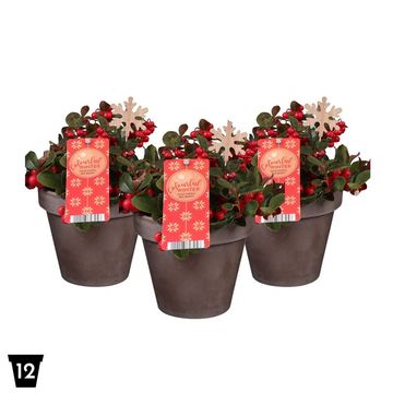 Gaultheria procumbens BIG BERRY