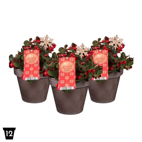 Gaultheria procumbens BIG BERRY