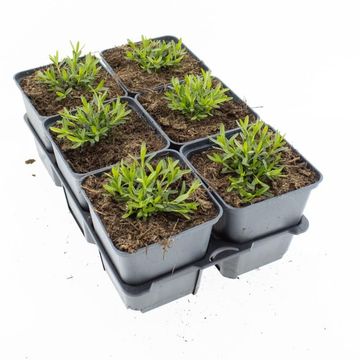 Dianthus deltoides 'Albiflorus'