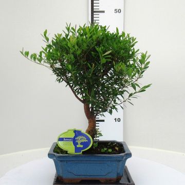Syzygium buxifolium