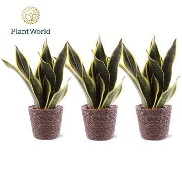 Sansevieria trifasciata 'Futura Superba'