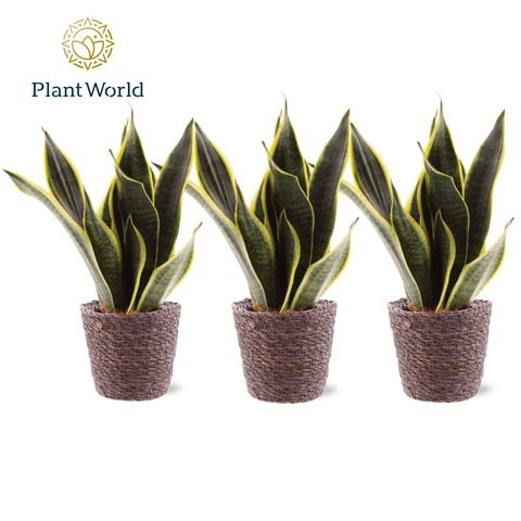 Sansevieria trifasciata 'Futura Superba'