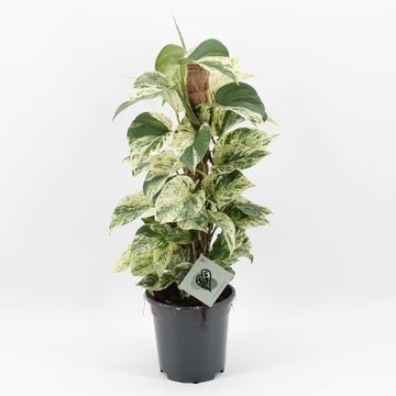 Epipremnum 'Snow Leopard'