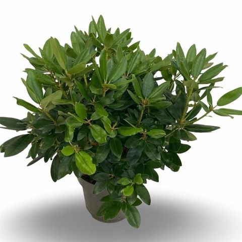Rhododendron 'Roseum Elegans'