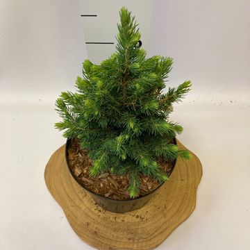 Picea glauca 'Daisy's White'