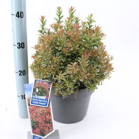 Pieris japonica 'Литл Хит'