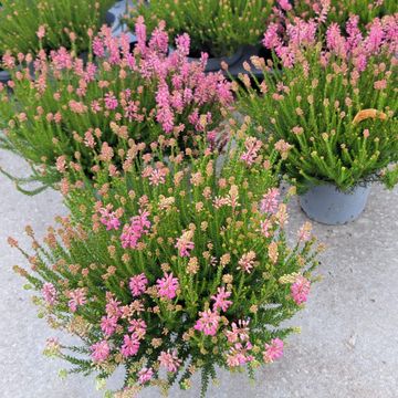 Erica spiculifolia 'Pamela'