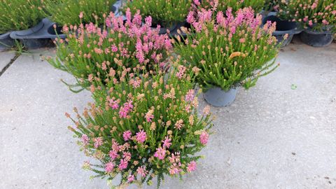 Erica spiculifolia 'Pamela'