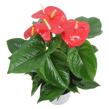 Anthurium ALOHA RED