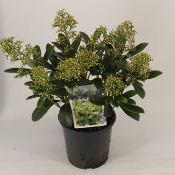 Skimmia japonica 'Finchy'