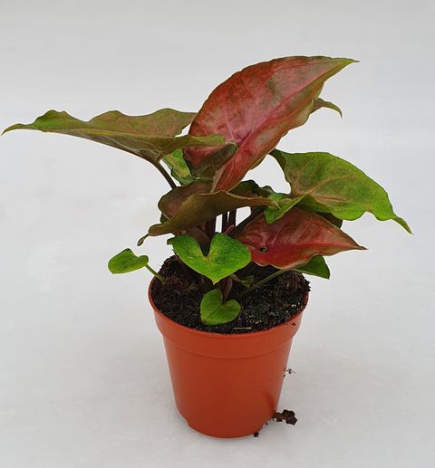 Syngonium 'Purple Beauty'