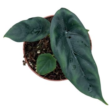 Alocasie venusta