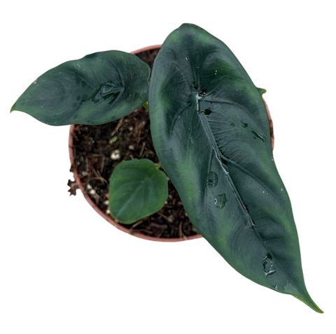Alocasia venusta