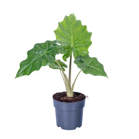 Alocasia 'Portodora'