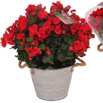 Begonia BETULIA RED