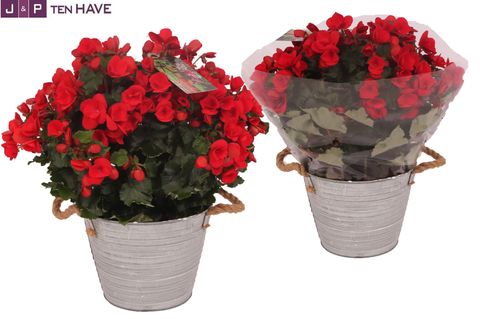 Begonia BETULIA RED
