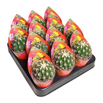 Thelocactus conothelos