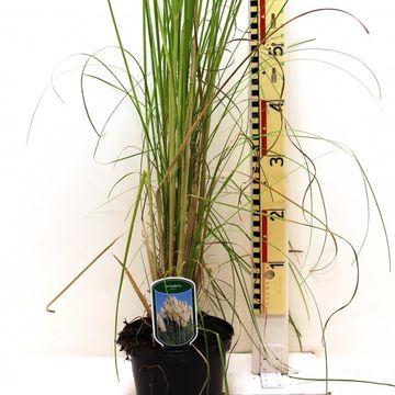 Cortaderia selloana 'Alba'