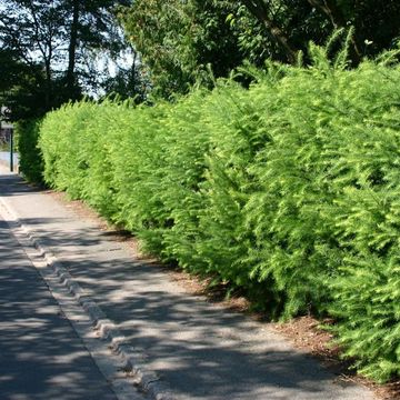 Larix kaempferi