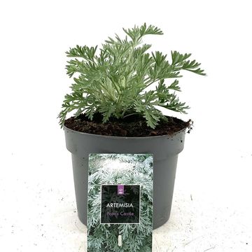 Artemisia 'Powis Castle'