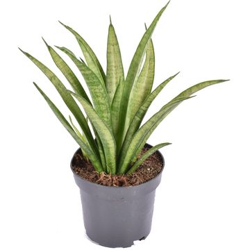 Sansevieria trifasciata 'Tess'