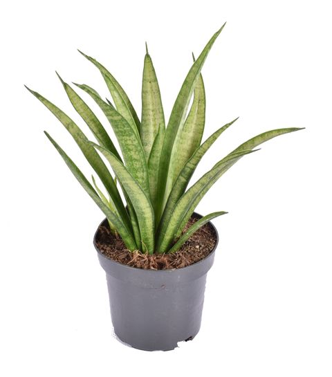 Sansevieria trifasciata 'Tess'