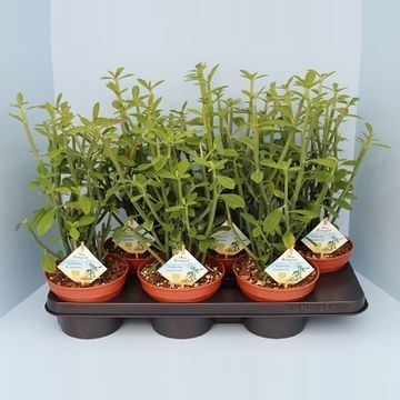 Euphorbia phosphorea