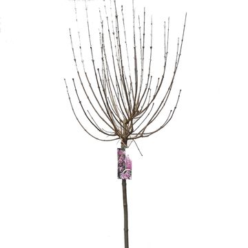 Syringa meyeri 'Palibin'