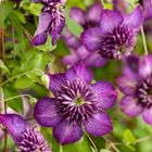 Clematis WELCOME HOME (Vt)