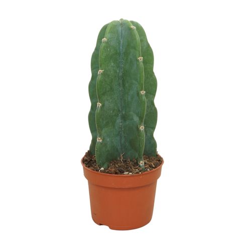 Cereus jamacaru