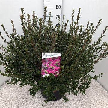 Rhododendron 'Amoenum' (AJ)