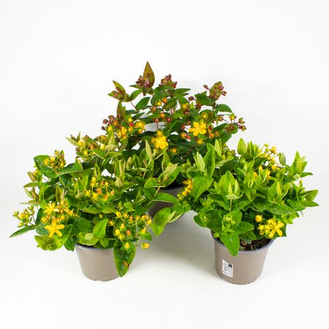 Hypericum x inodorum MIX